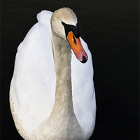 Buy canvas prints of Morning swan by Leon Conway