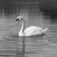 Buy canvas prints of Peaceful swan by Leon Conway