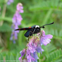 Buy canvas prints of White Collared Burnet Moth by Lee Mullins