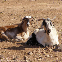 Buy canvas prints of Two goats by Lee Mullins