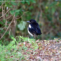 Buy canvas prints of A manx magpie by Lee Mullins