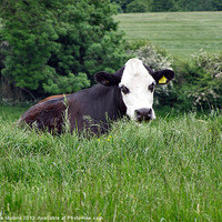 Buy canvas prints of A cow in the meadows by Lee Mullins