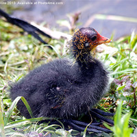 Buy canvas prints of Coot chick by Lee Mullins