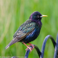 Buy canvas prints of Starling by Lee Mullins