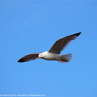 Buy canvas prints of Lesser Black-backed Gull in flight by Lee Mullins