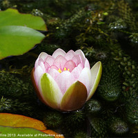 Buy canvas prints of Pink Water Lily by Lee Mullins