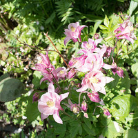 Buy canvas prints of Pink Aquilegias by Peter Le Page