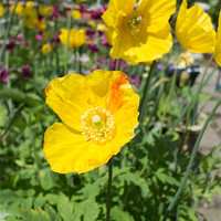 Buy canvas prints of Yellow Poppies by Peter Le Page