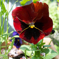 Buy canvas prints of Crimson Pansy by Peter Le Page