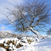 Buy canvas prints of  winter tree by George Bruce