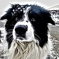 Buy canvas prints of Border Collie Portrait HDR by James Murray