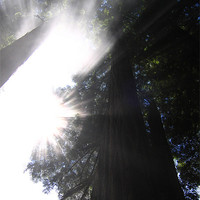 Buy canvas prints of California Coast, Sequoia Sun by Jay Huckins