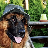 Buy canvas prints of Dog wearing a sun hat  by Gary Kenyon