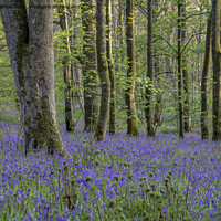Buy canvas prints of Carpet of Bluebells by Gary Kenyon