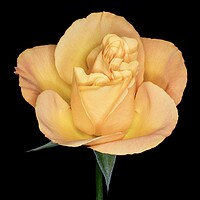 Coloured Rose Bloom