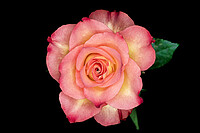 Click to show how this picture will look as a piece of wall art