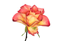 Click to show how this picture will look as a piece of wall art