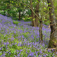 Buy canvas prints of Carpet of Bluebells by Gary Kenyon