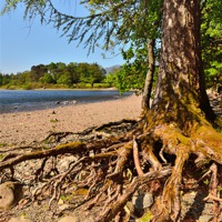 Buy canvas prints of Derwentwater Roots by Gary Kenyon