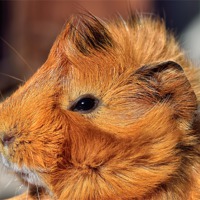 Buy canvas prints of Abyssinian Guinea Pig by Gary Kenyon