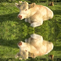 Buy canvas prints of Cow By The River by Gary Kenyon