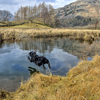 Buy canvas prints of Ben The Dog Diving by Gary Kenyon