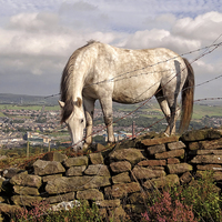 Buy canvas prints of White Horse Near Darwen Tower by Gary Kenyon