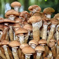 Buy canvas prints of Woodland Fungi by Gary Kenyon