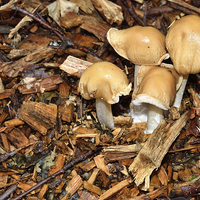 Buy canvas prints of Forrest Floor Fungi by Gary Kenyon