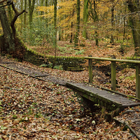 Buy canvas prints of Roddlesworth Woods in the Autumn by Gary Kenyon