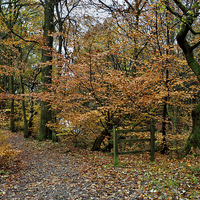 Buy canvas prints of Autumn Roddlesworth Woods by Gary Kenyon