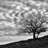 Buy canvas prints of Lonely Tree with a mottled sky by Gary Kenyon