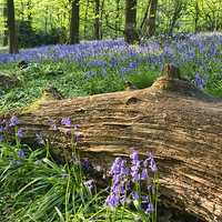 Buy canvas prints of  Bluebells past the fallen tree by Gary Kenyon