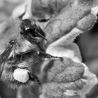 Buy canvas prints of  Bumble Bee by Gary Kenyon