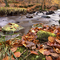 Buy canvas prints of  Autumnal Flow At Roddlesworth Woods by Gary Kenyon