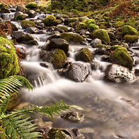 Buy canvas prints of  Fern By The Stream by Gary Kenyon