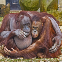 Buy canvas prints of  Together Forever - two cuddling orang-u-tans by Gary Kenyon