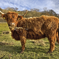 Buy canvas prints of  Highland Cow Eating Hay by Gary Kenyon
