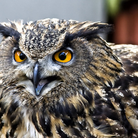 Buy canvas prints of  Eagle Owl by Gary Kenyon