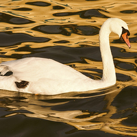 Buy canvas prints of  Swan On Golden Pond by Gary Kenyon