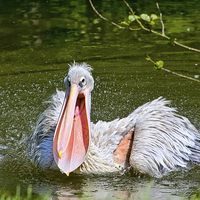 Buy canvas prints of Pelican With Mouth Open. by Gary Kenyon