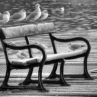 Buy canvas prints of  Bird Bench At Stanley park by Gary Kenyon
