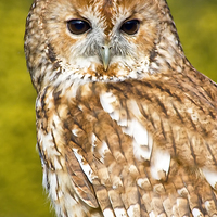 Buy canvas prints of  Tawny Owl by Gary Kenyon