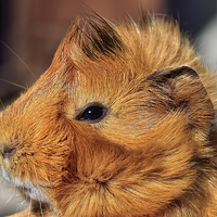 Buy canvas prints of  Spike The Guinea Pig by Gary Kenyon