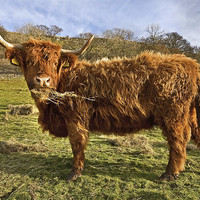 Buy canvas prints of Highland Cow in Yorkshire by Gary Kenyon