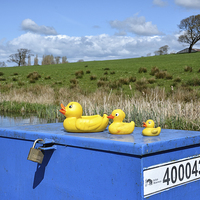 Buy canvas prints of  Rubber Ducks On The Lancaster Canal by Gary Kenyon