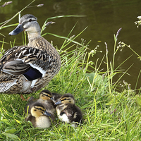 Buy canvas prints of Mother and Ducklings by Gary Kenyon