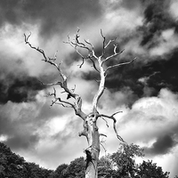 Buy canvas prints of  Dead Tree and a Moody Sky in Mono by Gary Kenyon