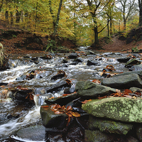 Buy canvas prints of Autumnal colours in Roddlesworth - Tockholes woods by Gary Kenyon