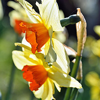 Buy canvas prints of Light through the Springtime Daffodils by Gary Kenyon